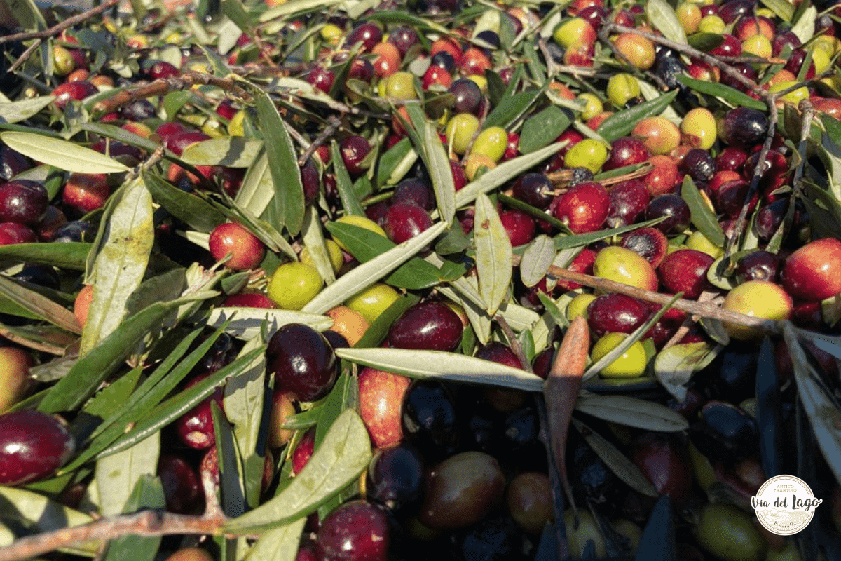 olive coratine